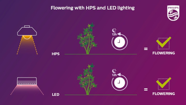 A floração de cannabis medicinal