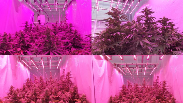 Ensaios para cultivar cannabis medicinal com LED
